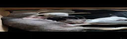 French Bulldog dogs for sale: Beautiful french bulldogs - Advert 13