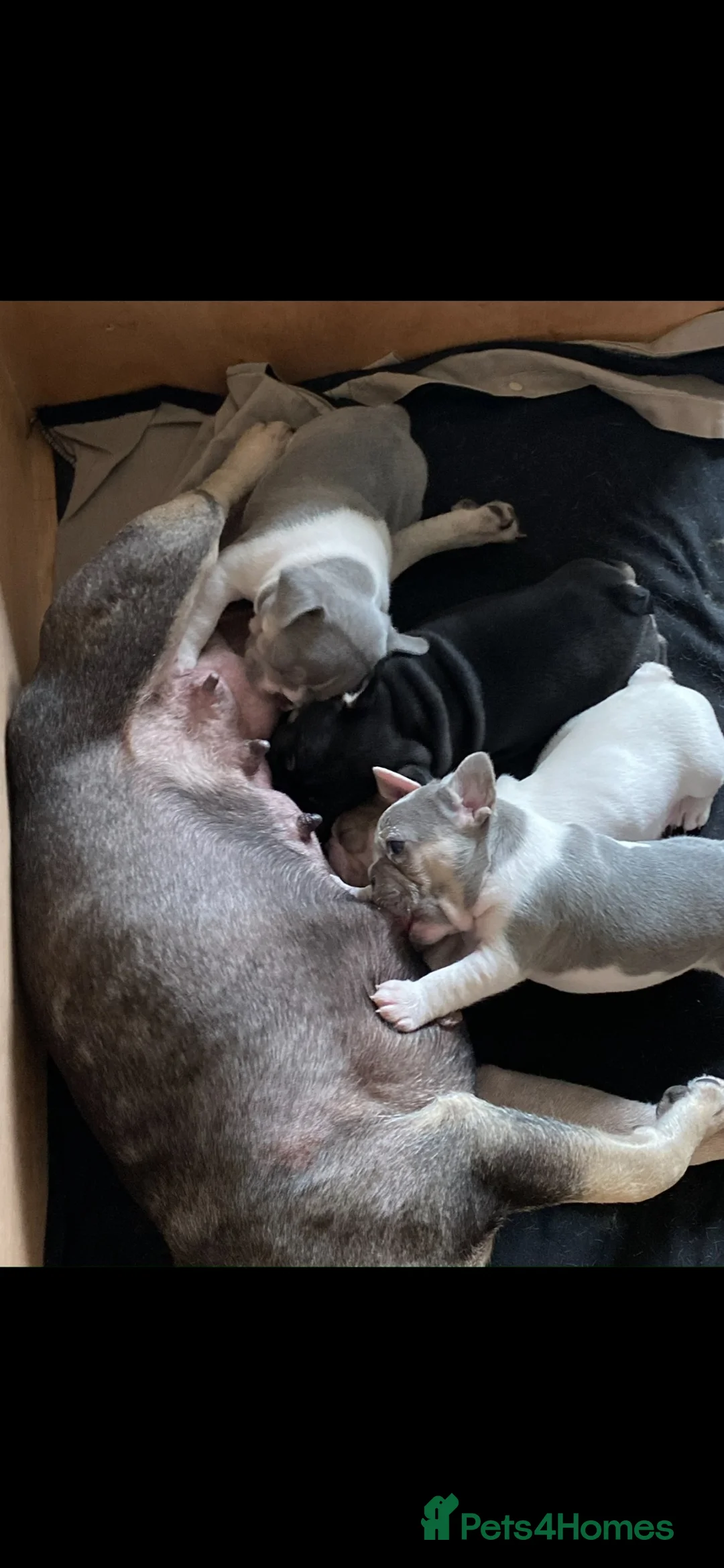 French Bulldog dogs for sale: Beautiful french bulldogs - Advert 13