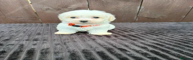 Miniature Poodle 2