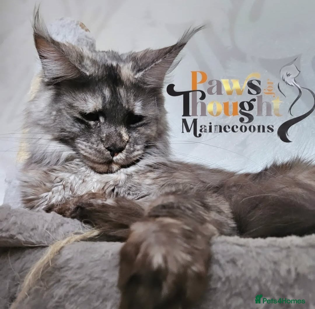 Maine Coon cats for sale: Stunning quality silver Tica Mainecoon kittens  - Advert 33