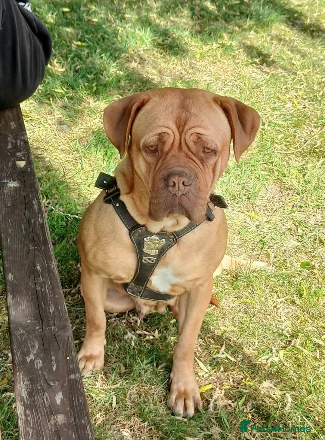 Mixed Breed dogs for sale: Rott de Bordeaux  - Advert 3