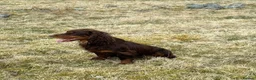 Cocker Spaniel dogs for stud: Cocker Spaniel at Stud in Aboyne - Advert 2