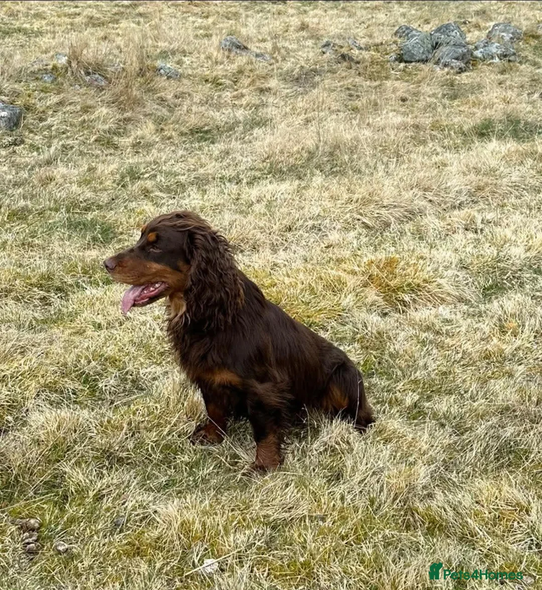 Cocker Spaniel dogs for stud: Cocker Spaniel at Stud in Aboyne - Advert 2