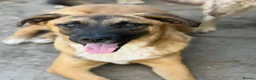 Mixed Breed dogs for adoption: 🐾🐕💙ROLLO - a Superb Boy for a Loving Home🐕🐾🏡 - Advert 14
