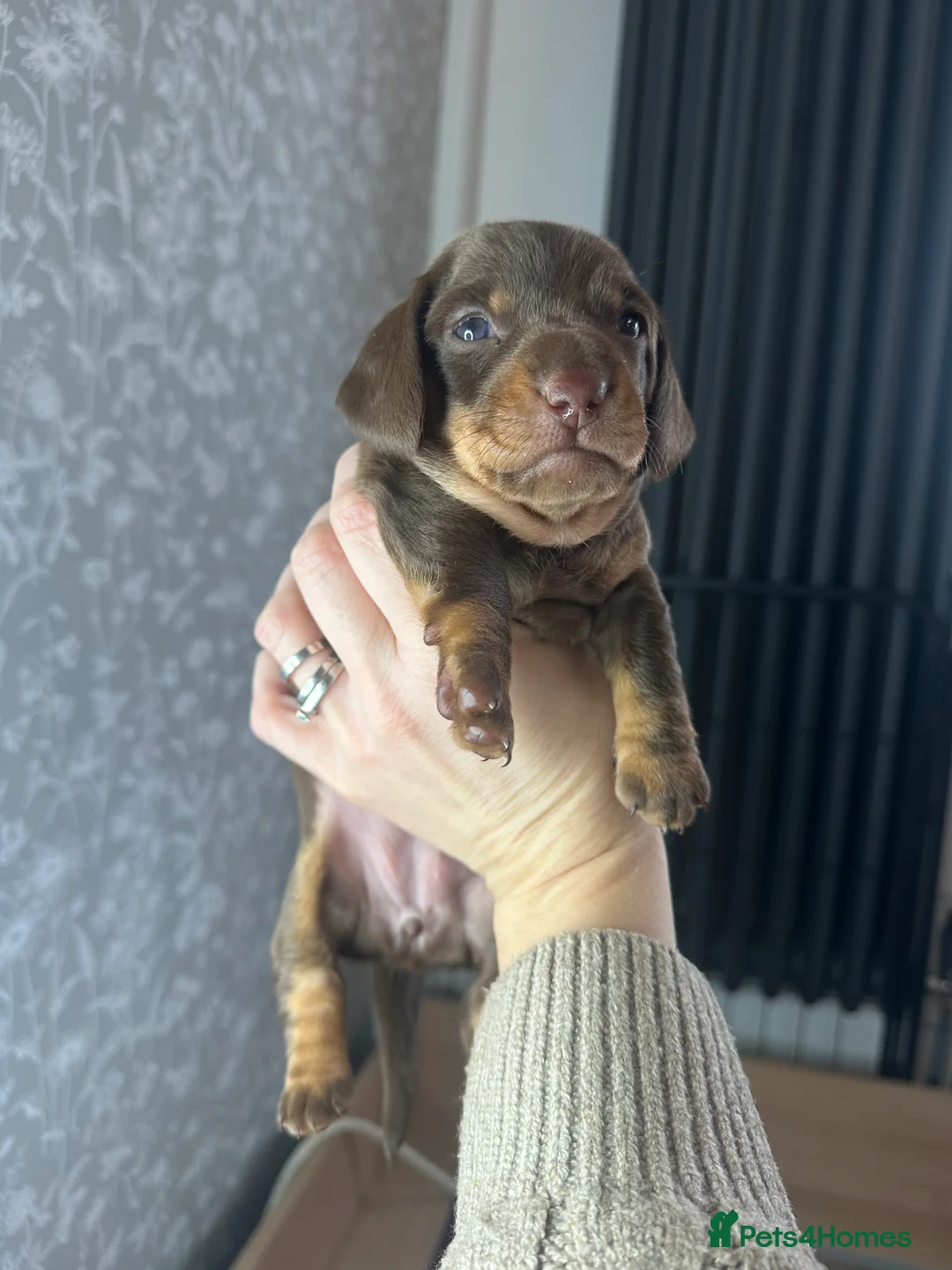 Miniature Dachshund dogs for sale: 3 beautiful miniature dachshund girls.  - Advert 7