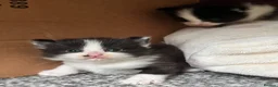 Domestic Shorthair cats for sale: Lovely playful kittens  - Advert 2