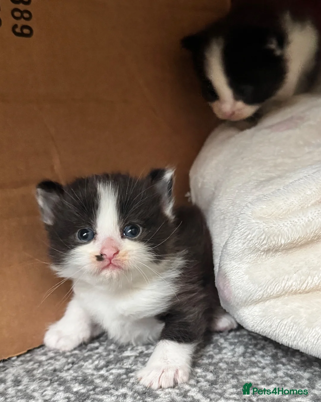 Domestic Shorthair cats for sale: Lovely playful kittens  - Advert 2