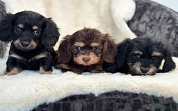 Mixed Breed dogs for sale: Gorgeous Daxi cross puppies  - Advert 9