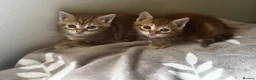 Mixed Breed cats for sale: Ginger 2 kittens  - Advert 1