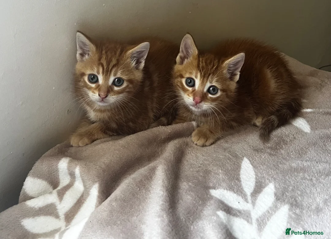 Mixed Breed cats for sale: Ginger 2 kittens  - Advert 1