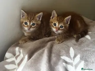 Mixed Breed cats Ginger 2 kittens - Advert 5