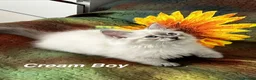 Siberian cats for sale: ❤️6 Beautiful Neva Masquerade x Ragdoll Kittens ❤️ - Advert 24