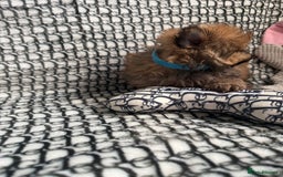 Mixed Breed dogs for sale: RARE  Shipom /pomshi Pomeranian and Shihtzu cross  - Image 11