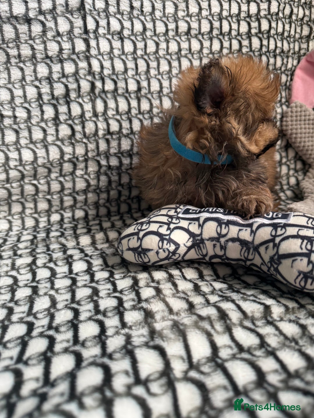 Mixed Breed dogs for sale: RARE  Shipom /pomshi Pomeranian and Shihtzu cross  - Image 11