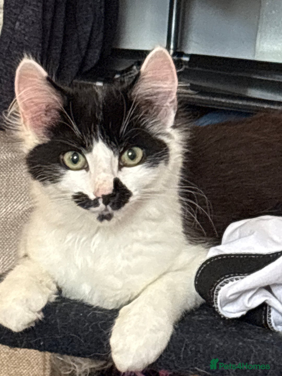 Domestic Shorthair cats for sale: Ziggy, zeke and zane, rescued kittens🥰 - Advert 1