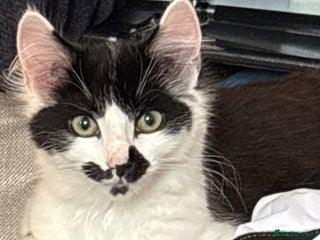 Domestic Shorthair cats - Advert 23