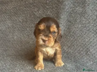 Cocker Spaniel dogs Health Tested KC Cocker Spaniel Puppies - Advert 7