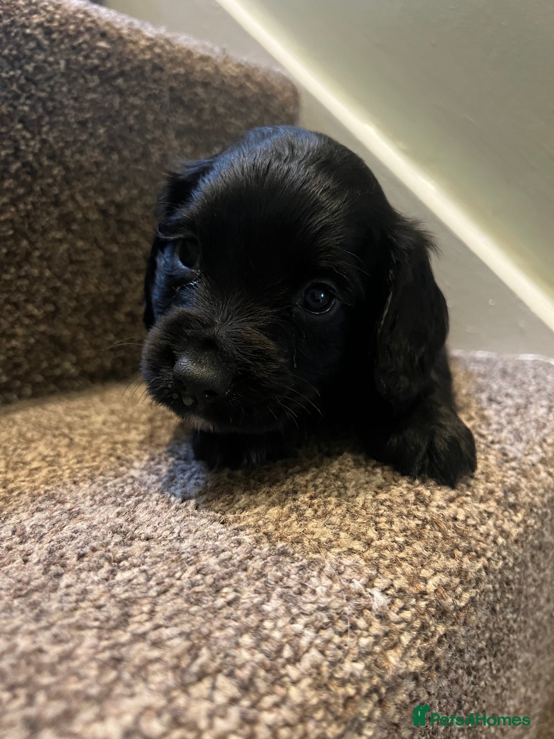 Sprocker dogs for sale: Sprocker puppies bred in 5 * licensed premises  - Image 5