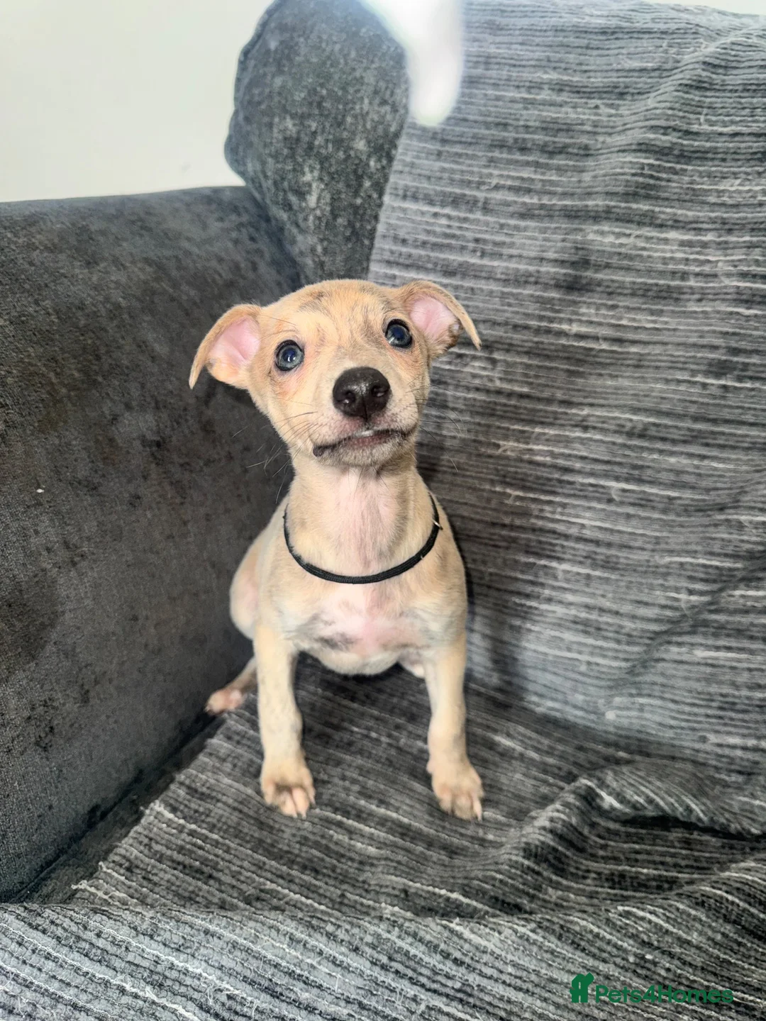 Whippet dogs for sale: 2 Stunning KC registered boys left - Advert 12