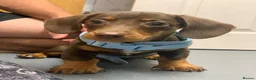Miniature Dachshund dogs for sale: Miniture dashound chocolate tan boy, in Shrewsbury - Advert 6