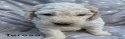 Bernedoodle dogs for sale: Bernedoodle puppies. F1b. Home reared, DNA tested  - Advert 17