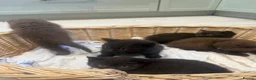 British Shorthair cats for sale: 5 chocolate and cinnamon British shorthair kittens - Advert 4