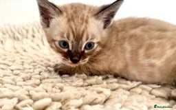 Bengal cats for sale: Seal mink snow & charcoal seal bengal  - Image 8