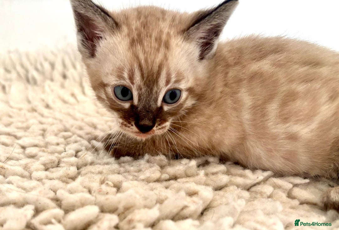Bengal cats for sale: Seal mink snow & charcoal seal bengal  - Image 8