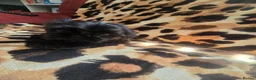 Shih Tzu dogs for sale: 4 shit tzu puppy's  - Advert 15