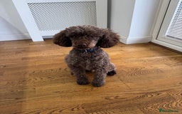 Miniature Poodle dogs for sale: Miniature Poodle (2 Years old) - Image 1