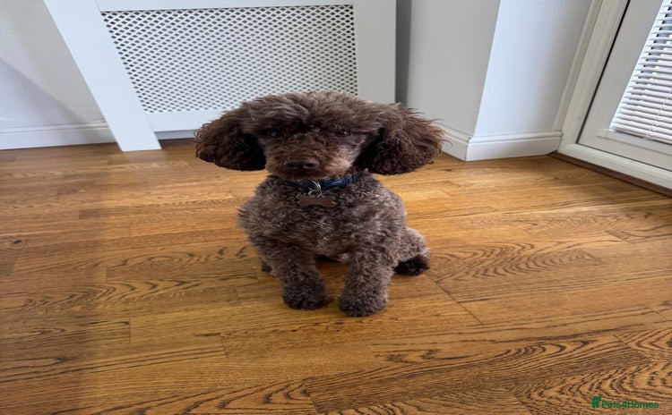 Miniature Poodle dogs - Advert 9