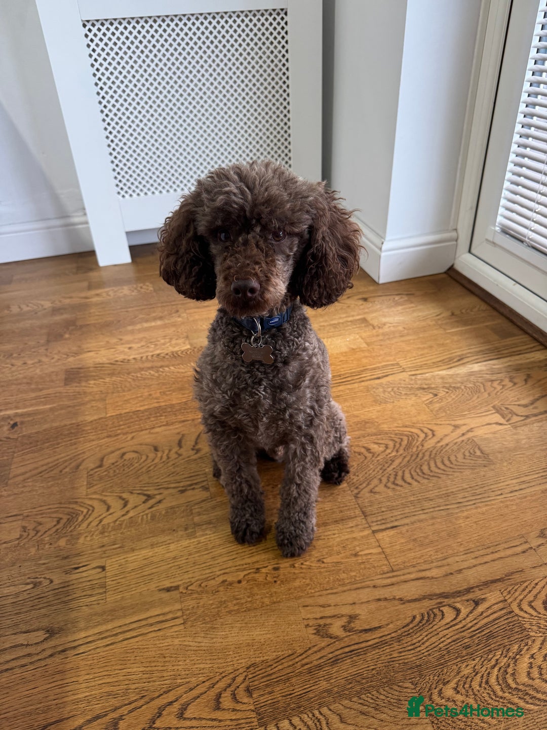 Miniature Poodle dogs for sale: Miniature Poodle (2 Years old) - Image 1