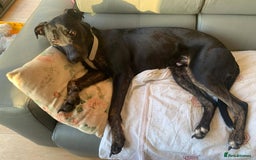Mixed Breed dogs for adoption: Foster homes urgently needed for rescue dogs - Image 4