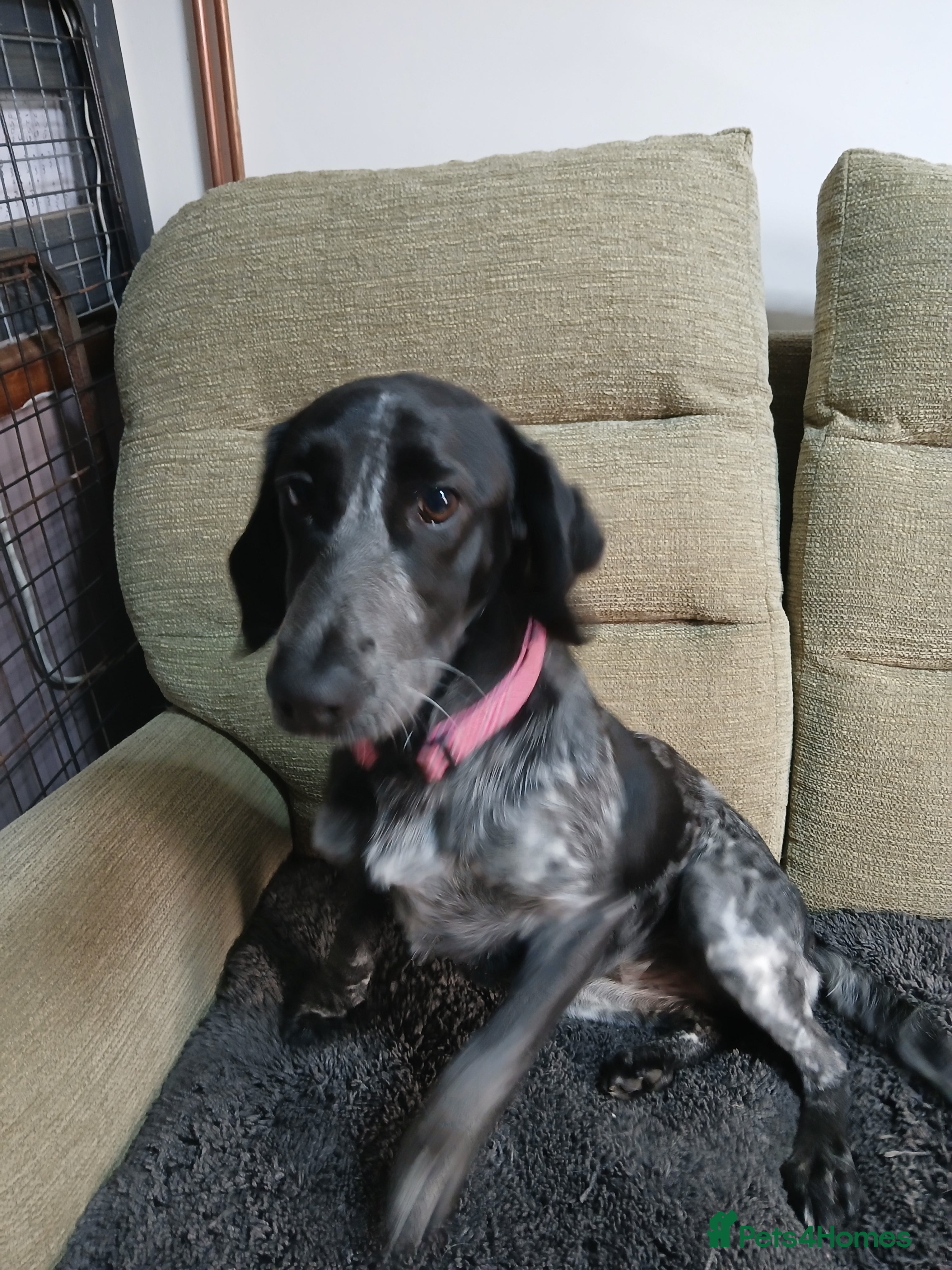 Mixed Breed dogs Collie/cocker 7mths old - Advert 12