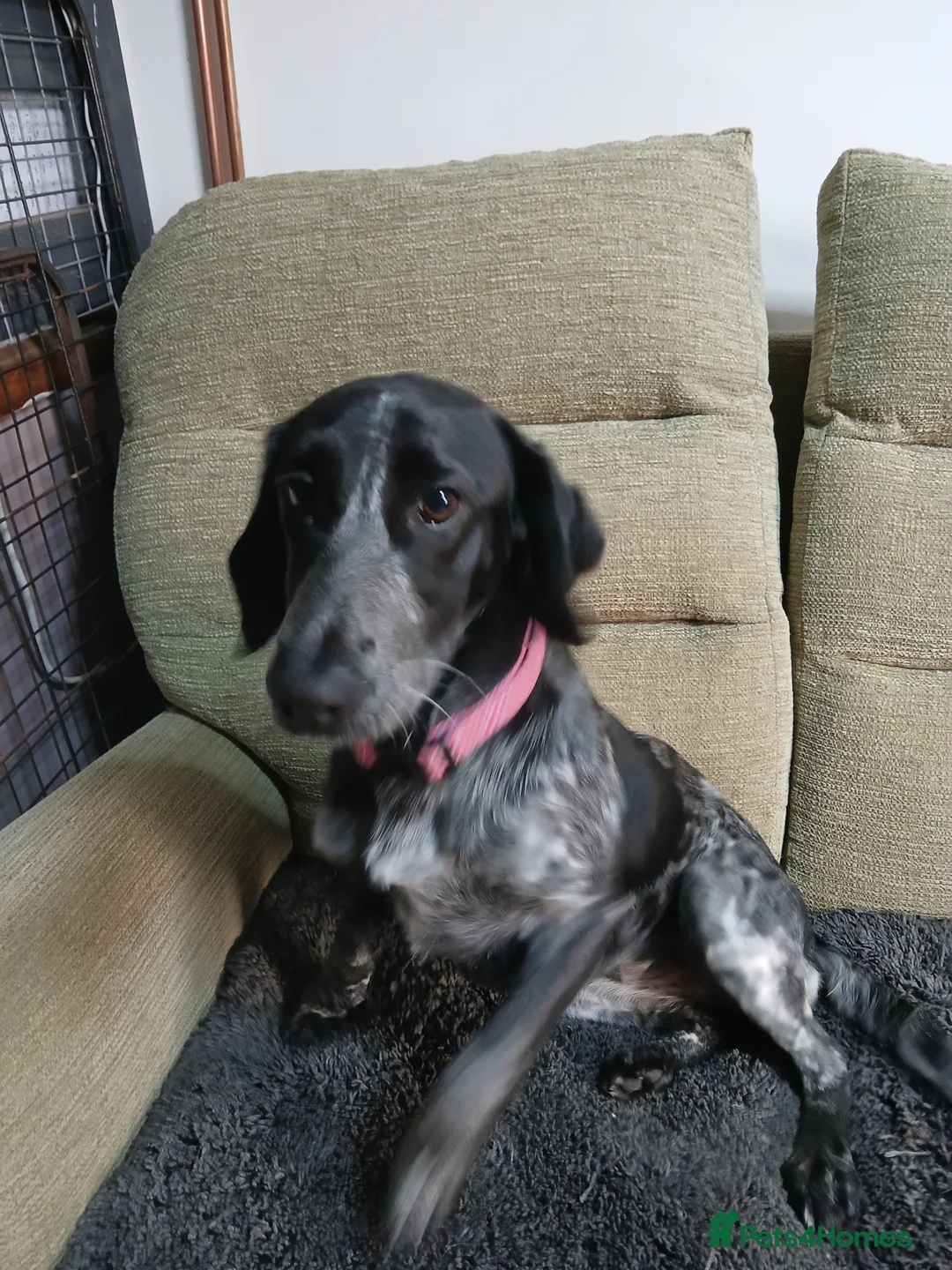 Mixed Breed dogs for sale: Collie/cocker 7mths old - Advert 1