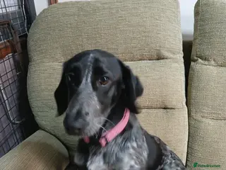 Mixed Breed dogs Collie/cocker 7mths old - Advert 2