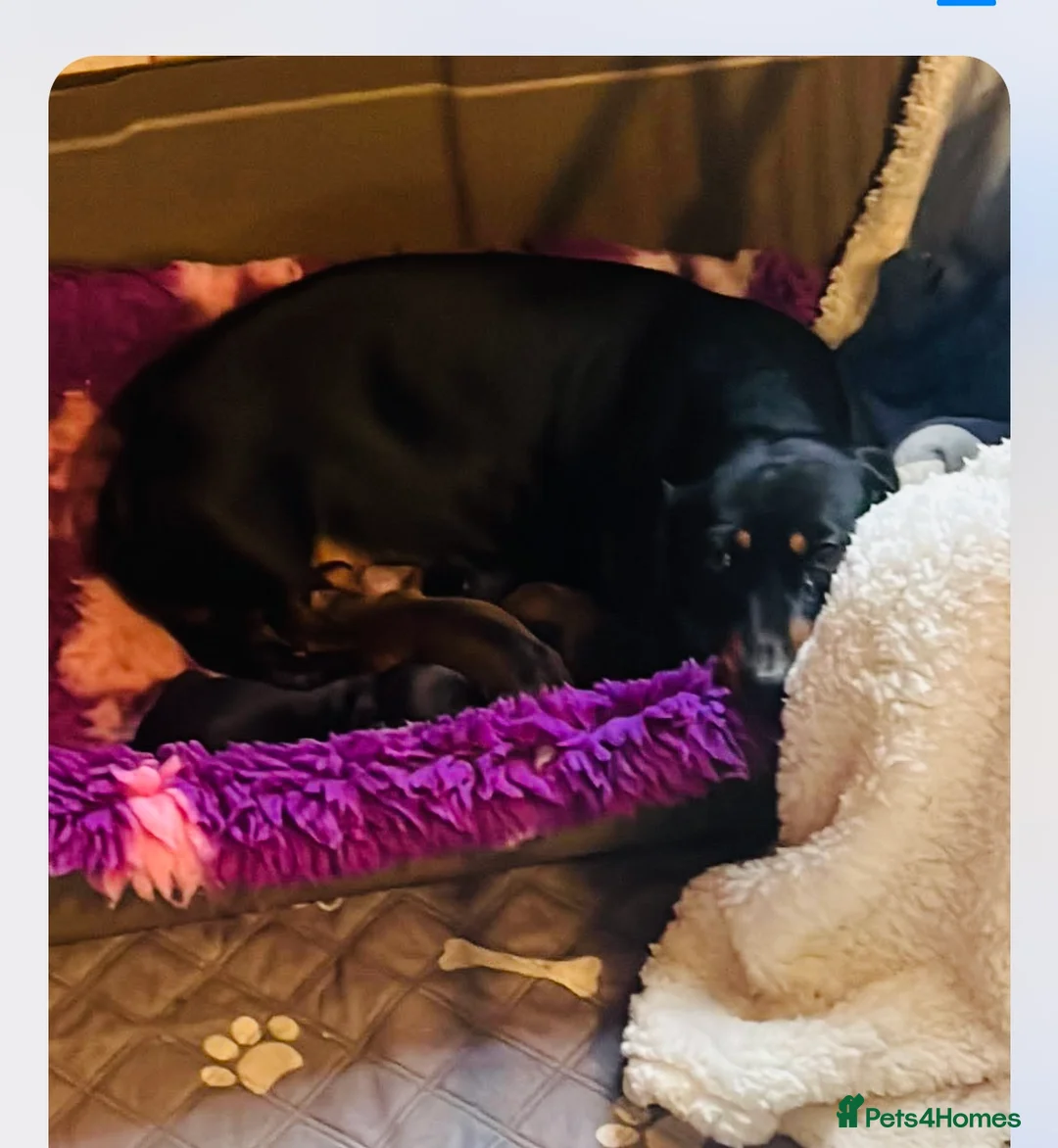 Miniature Dachshund dogs for sale: Two lovely brothers  - Advert 2