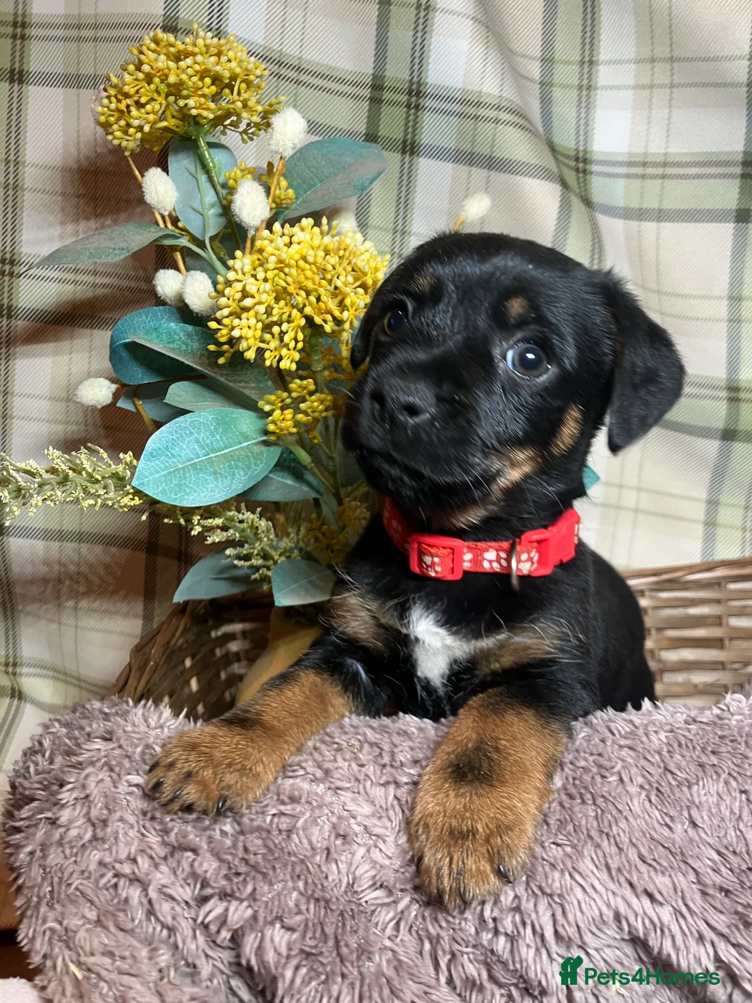 Border Terrier dogs for stud: very smart Kc reg slem clear in Wrexham - Advert 9