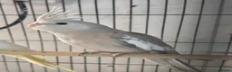 Cockatiels birds for sale: Cockatiel - Advert 7