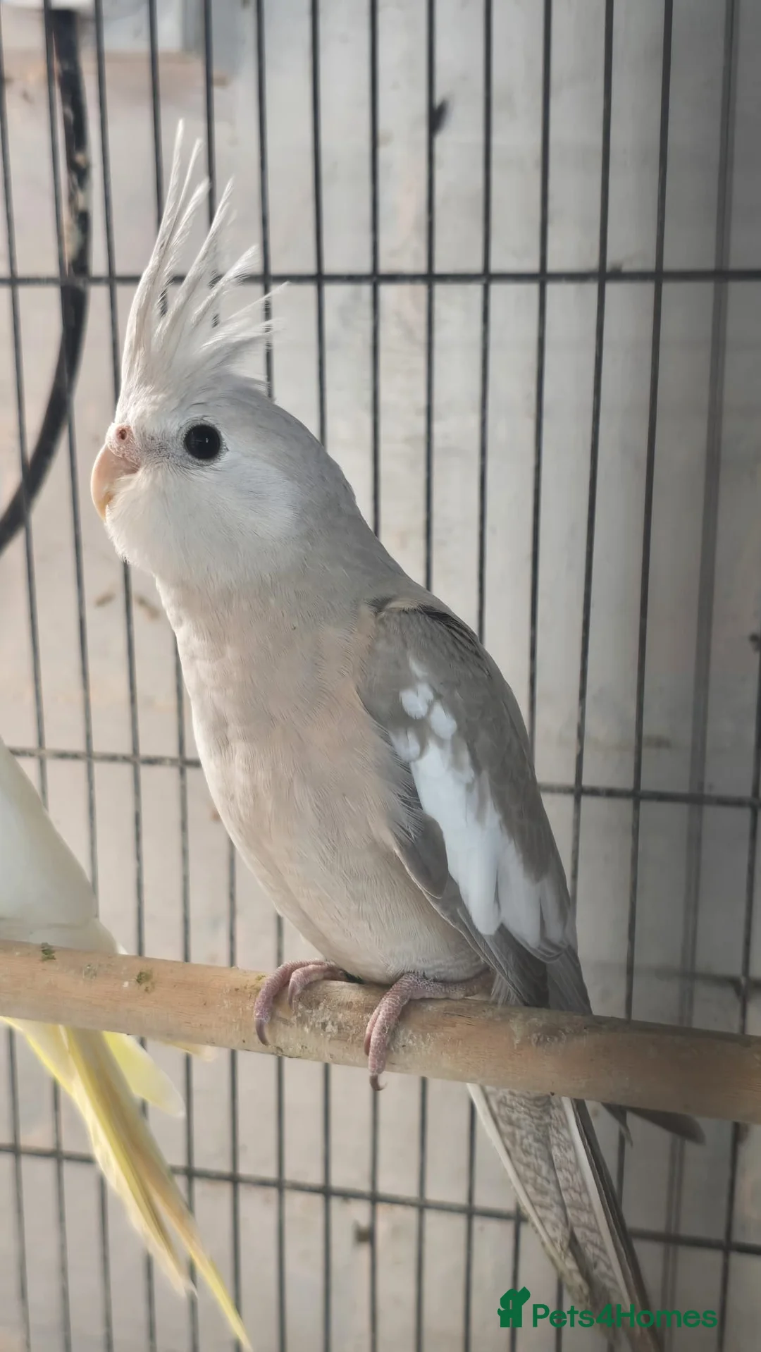 Cockatiels birds for sale: Cockatiel - Advert 7