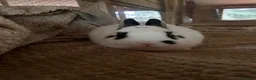 Netherland Dwarf rabbits for sale: Lovely pure Netherland Dwarf boys  - Advert 5