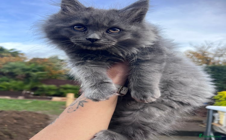 Ragdoll cats - Advert 3