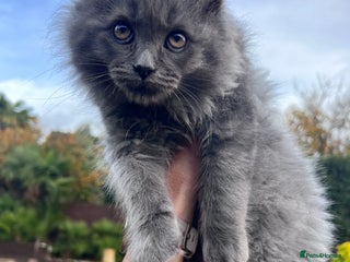 Ragdoll cats 😍Ragdoll&British Shorthair Mix😍 - Advert 8