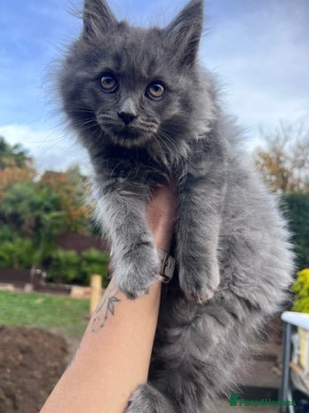 Ragdoll cats - Advert 3