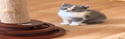 British Shorthair cats for sale:  Beautiful British Shorthair Kittens ✨🐾 - Advert 8
