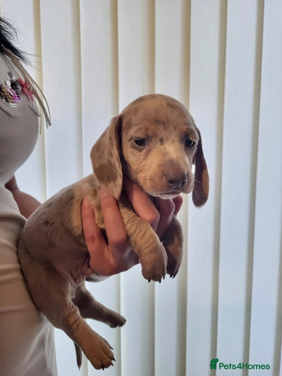 Miniature Dachshund dogs for sale: 5 miniature dachshund puppies in Norwich - Advert 8