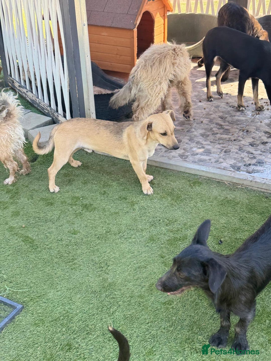 Mixed Breed dogs for adoption: Little Hugo looking for LOVE  - Image 14