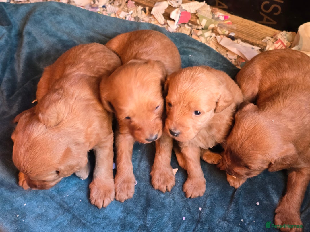 Labradoodle dogs for sale: Beautiful F1 Labradoodles Rich Red - Image 3