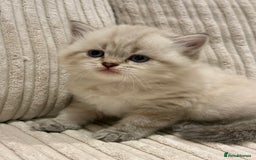 Scottish Fold cats for sale: Half Scottish half British short hair  in London - Image 34