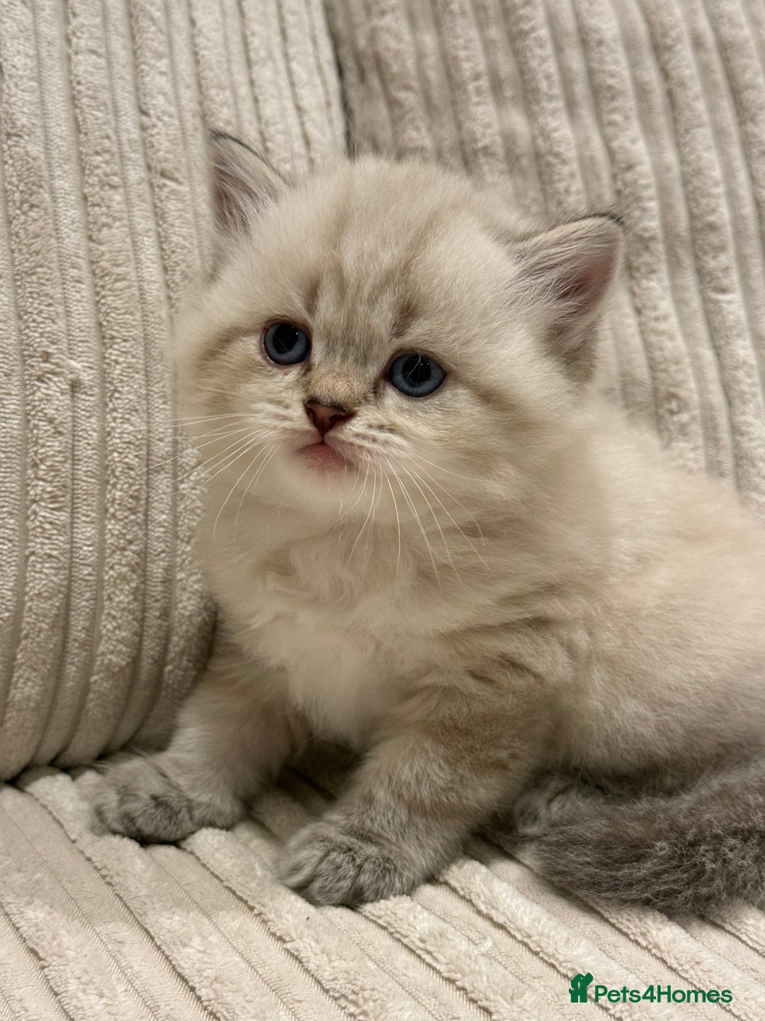 Scottish Fold cats for sale: Half Scottish half British short hair  in London - Image 34